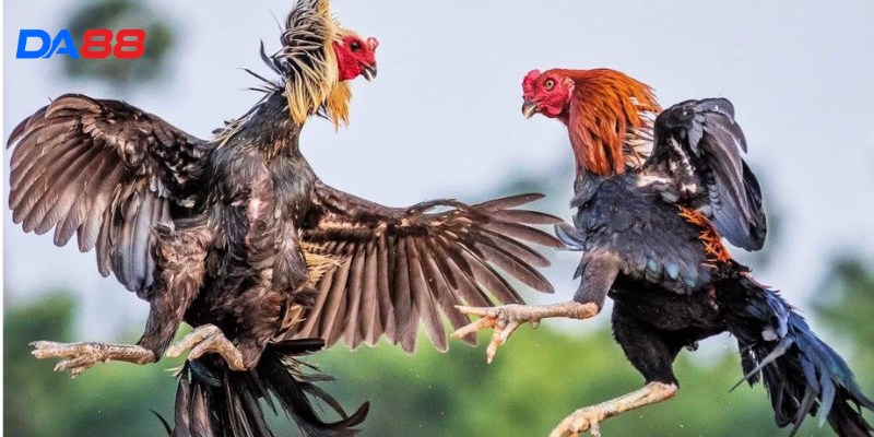 Kinh Nghiệm Đá Gà - Bí Quyết Chiến Thắng Từ Kê Sư Lão Luyện 1 Kinh Nghiệm Đá Gà - Bí Quyết Chiến Thắng Từ Kê Sư Lão Luyện